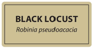 Black on Gold